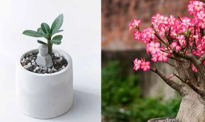 沙漠玫瑰全顆粒優點