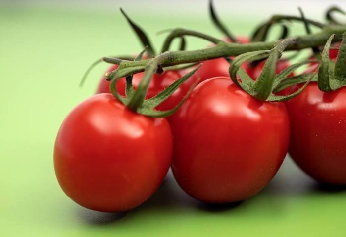 番茄苗生長停滯