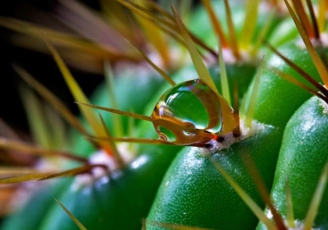 仙人掌爛根症狀