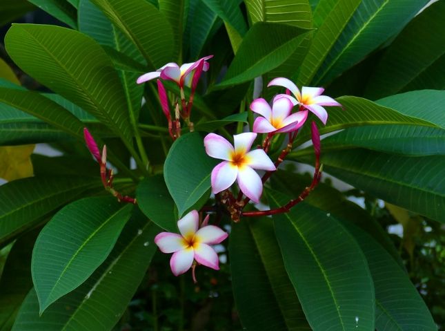 矮種雞蛋花盆栽