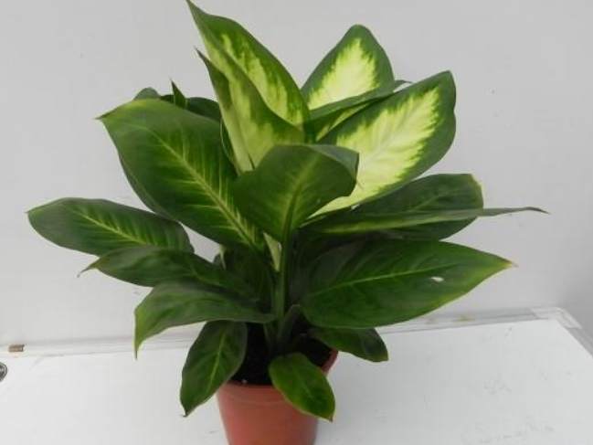 水培萬年青養護