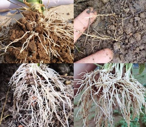 自製天然生根劑