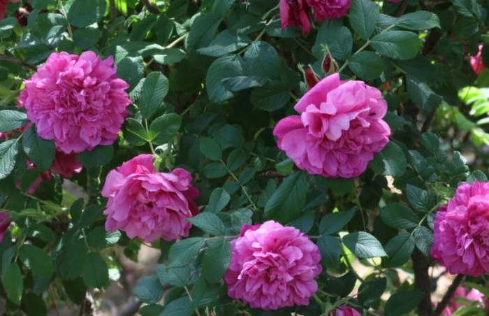 玫瑰葉子下垂處理