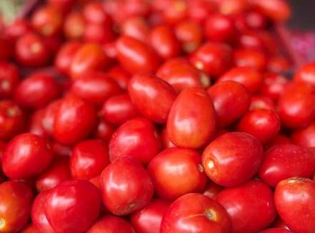 一點紅番茄種植