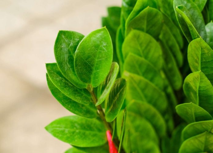 金錢樹盆栽技巧 金錢樹盆栽技巧