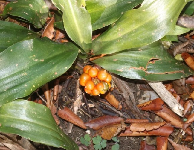室內植物種植 室內植物種植