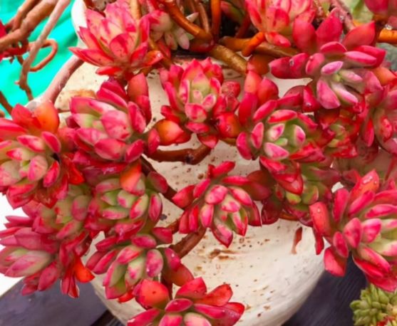 多肉植物葉片掉落