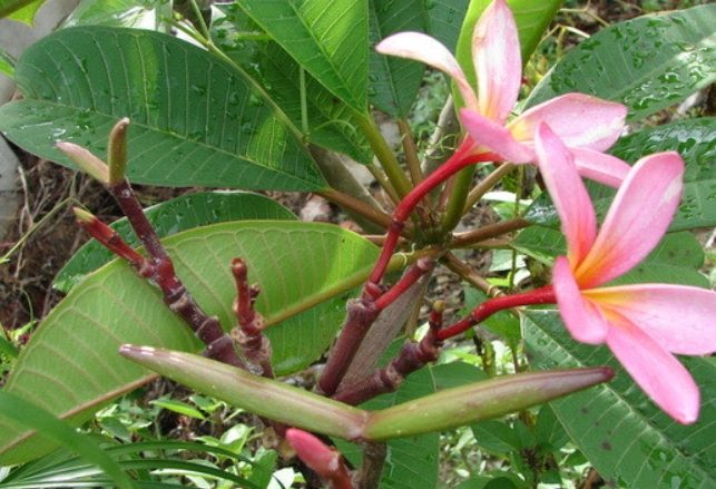 雞蛋花種子如何發芽