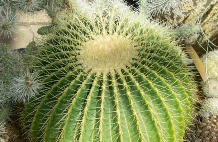 仙人掌繁殖方法