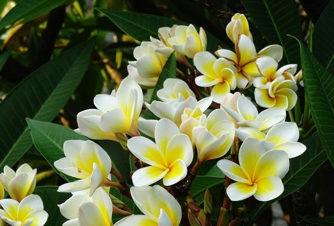 雞蛋花扦插技巧 雞蛋花扦插技巧