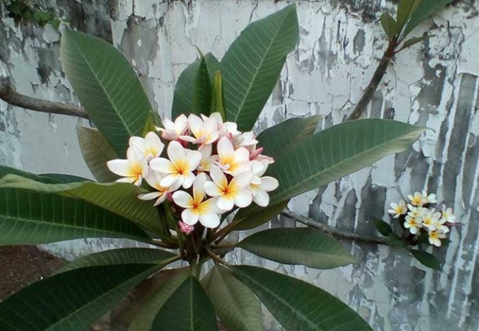 雞蛋花種子發芽