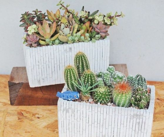 多肉植物土壤配方