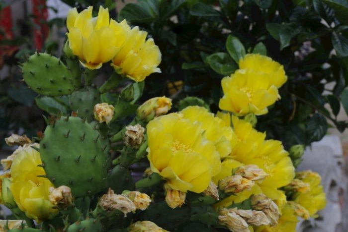 仙人掌發芽方法