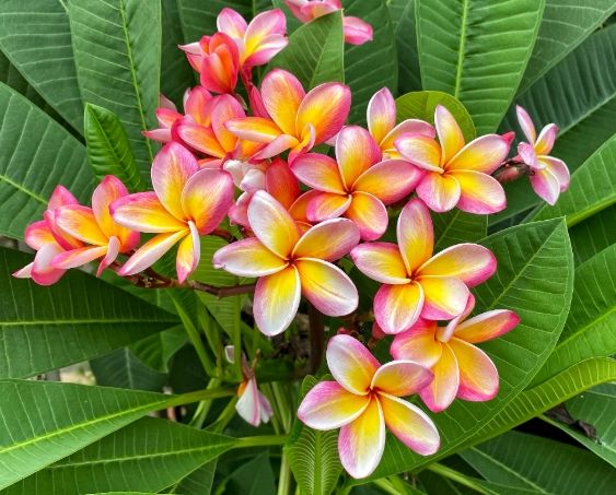 雞蛋花修剪 雞蛋花修剪