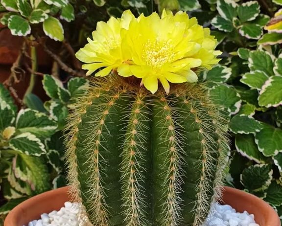 仙人掌生長環境