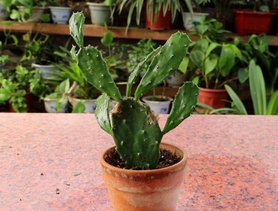 仙人掌不生根原因