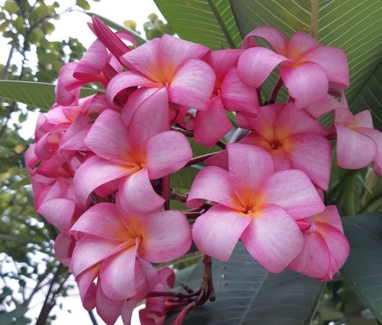 雞蛋花扦插技巧 雞蛋花扦插技巧