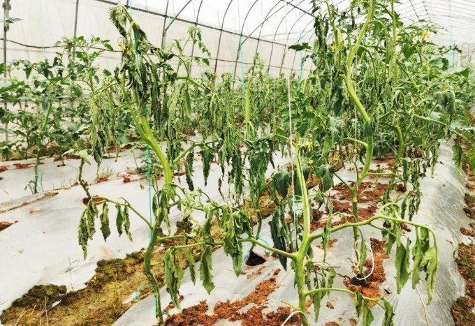 換盆後植物枯萎