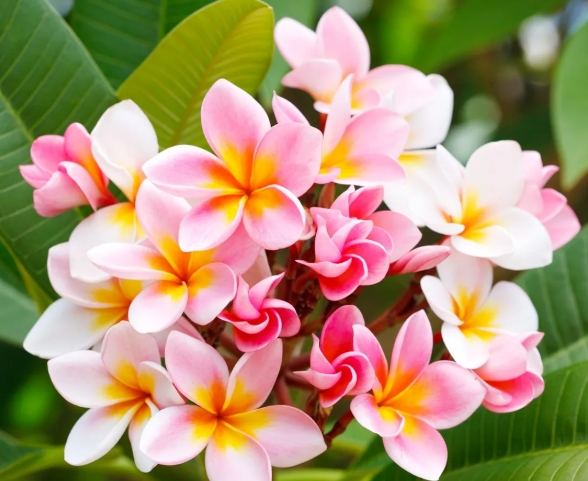 雞蛋花育苗方法