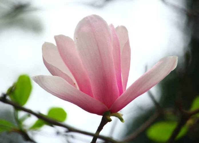 玉蘭花修剪方法