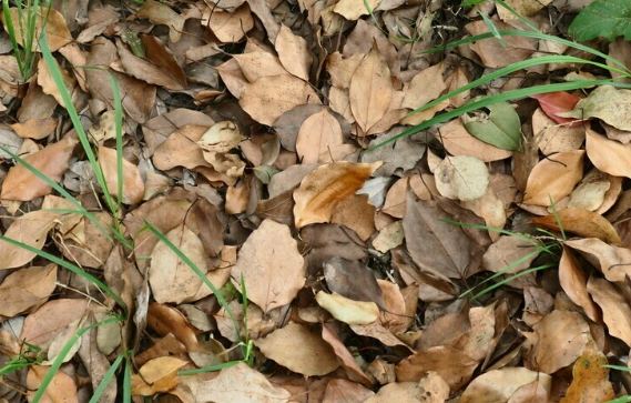 葉子枯黃解決方法