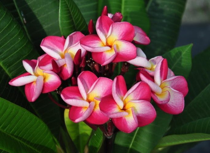 雞蛋花葉子枯黃原因