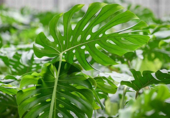 龜背芋葉子變黃