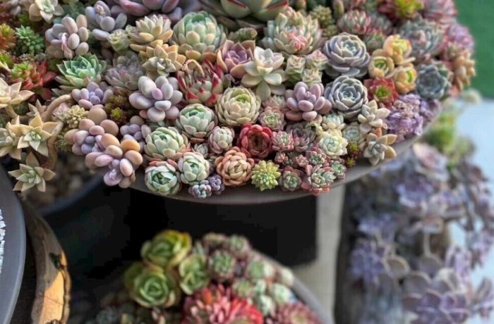 多肉植物繁殖方法