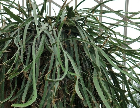 仙人掌生根技巧