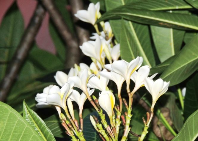 雞蛋花修剪時間