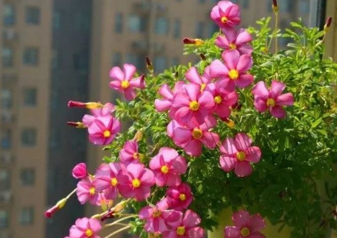 台湾家庭花卉推荐