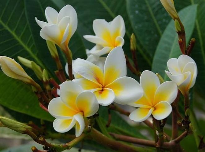 雞蛋花中毒症狀