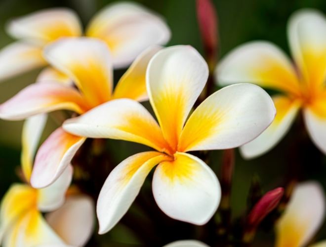 雞蛋花修剪方法