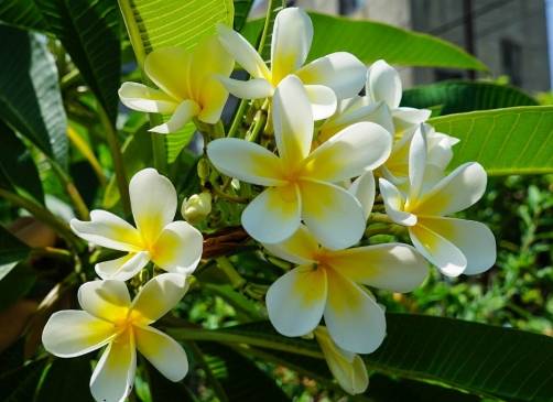 雞蛋花根部修剪