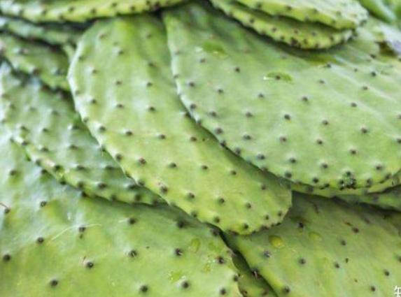 仙人掌種子發芽