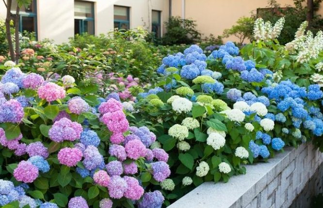 全年開花養護技巧