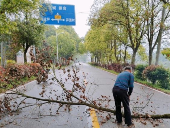 植物葉子枯黃處理