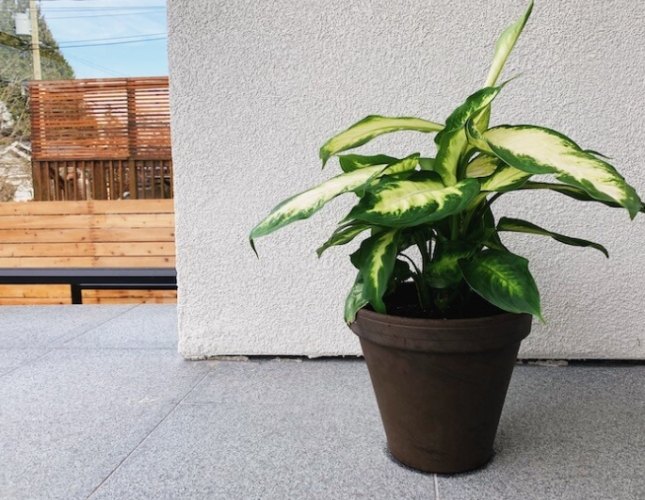 仙人掌換盆時間