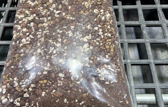 多肉植物介質選擇