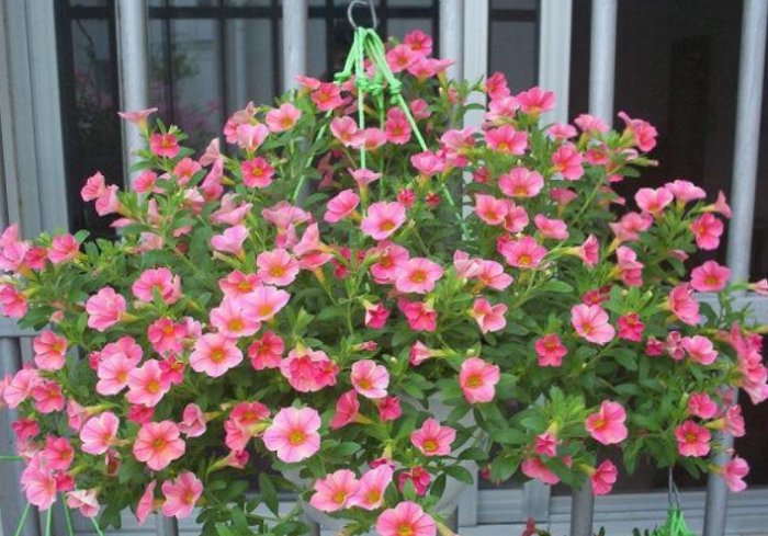 全日照植物推薦