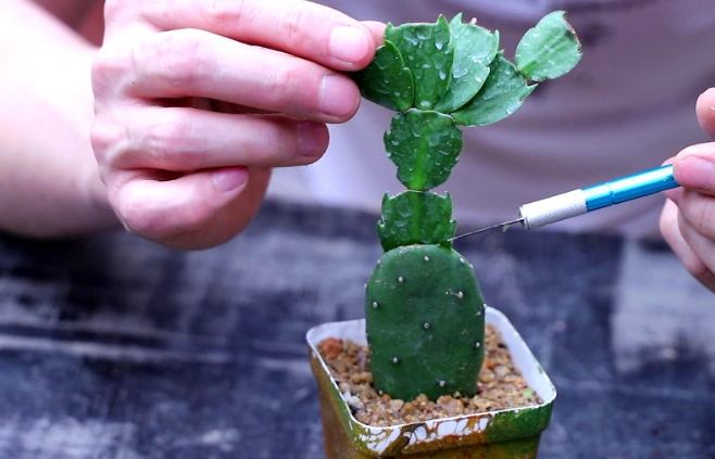 仙人掌生根方法