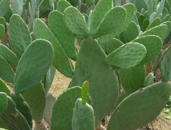 仙人掌不生根原因