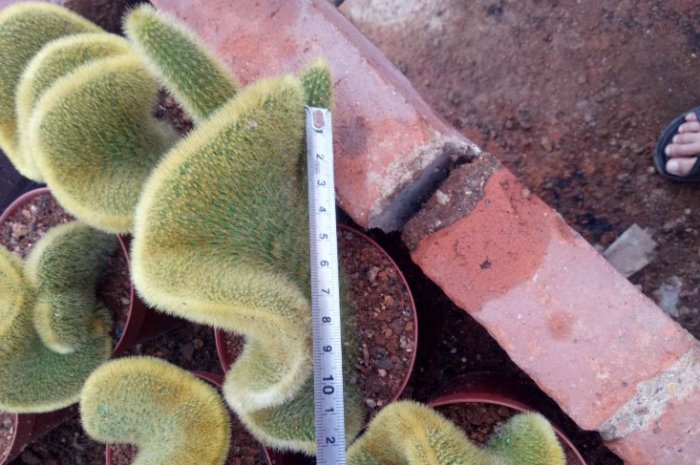 金手指仙人掌扦插技巧