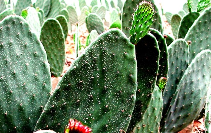 仙人掌養護技巧