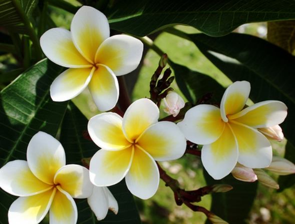 雞蛋花修剪方法