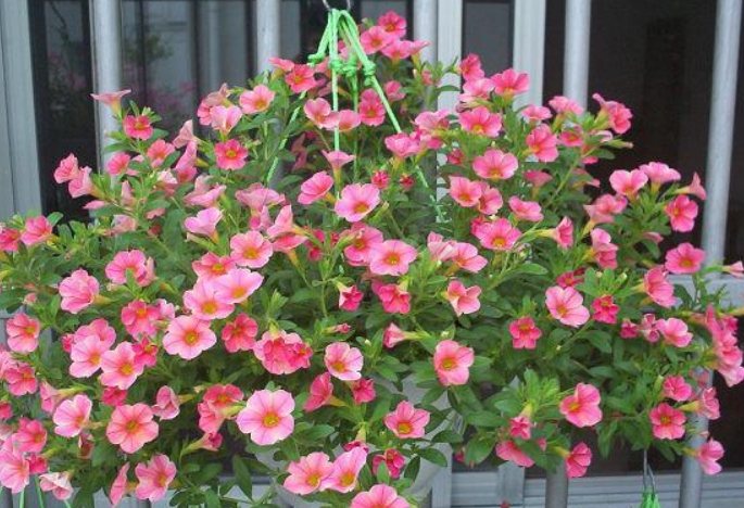 半日照植物推薦