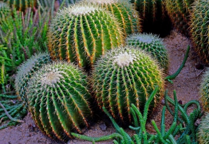 無刺仙人掌種類