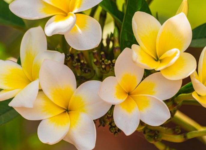 雞蛋花葉子枯黃原因