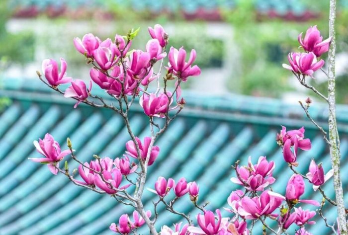 玉蘭花開花後護理