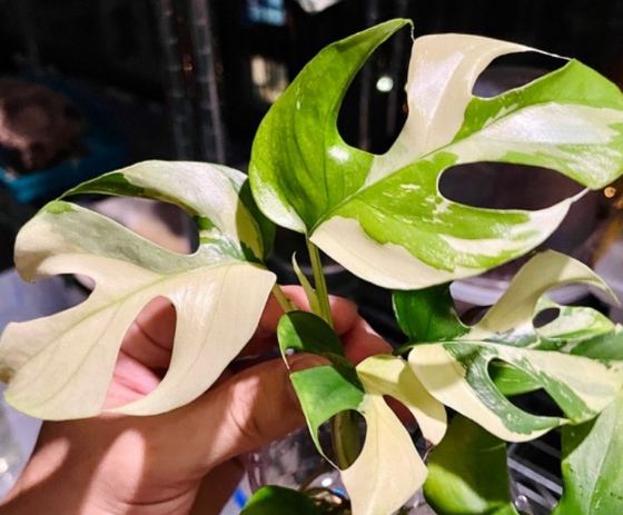 龜背芋葉子枯黃